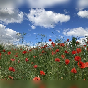 Rote Blüte - gesehen bei Stettberg (Foto: Renate Lindner)