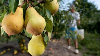 Bei Obst unterscheidet man bei der Ernte zwischen Baumreife und Genussreife. (Foto: Klaus-Dietmar Gabbert/dpa-tmn)