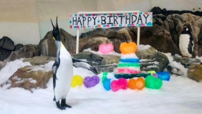 Für „Birthday Boy“ Pesto hagelte es Geschenke - inklusive Gelee-Torte. (Foto: --/Sea Life Melbourne Aquarium/dpa)