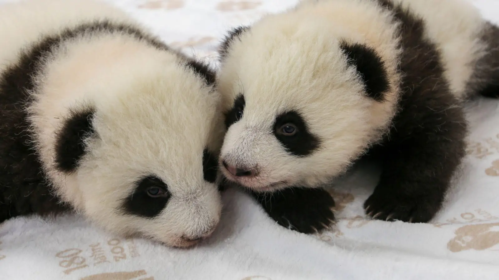 Kurz vor dem Krabbelalter: die Panda-Zwillinge des Berliner Zoos. (Foto: -/Zoo Berlin/dpa)