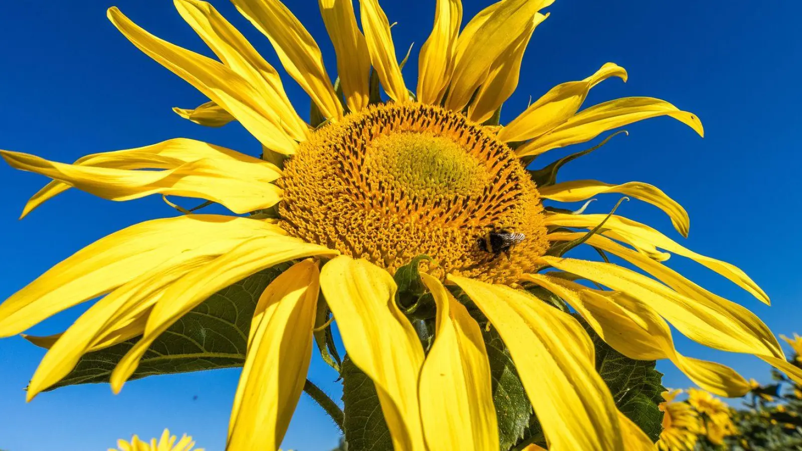 Eine Hummel sitzt in der Blüte einer Sonnenblume, die auf einem Feld in Leuthen blüht. (Foto: Frank Hammerschmidt/dpa)
