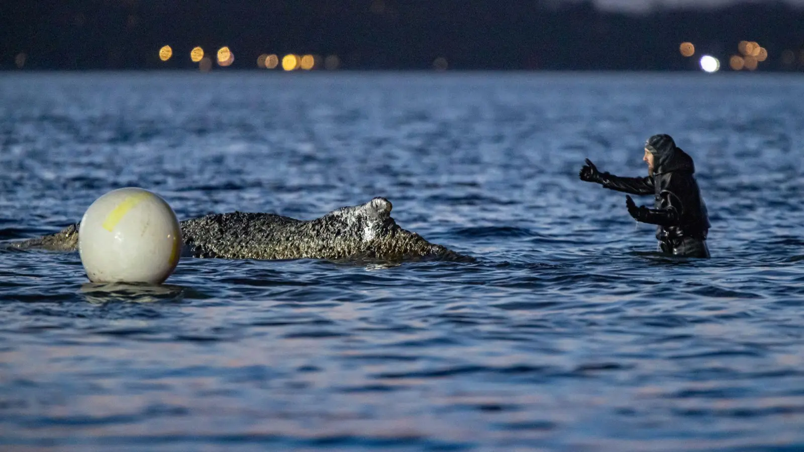 Kommt der Buckelwal am Freitag frei? (Foto: Ulrich Perrey/dpa)