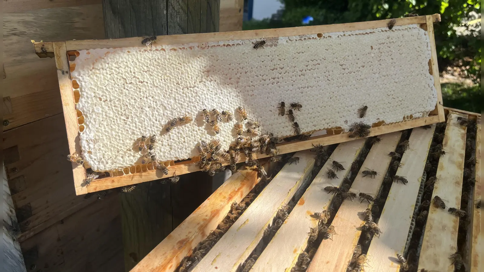 Darauf arbeiten Imkerinnen und Imker jedes Jahr aufs Neue hin: vollständig verdeckelte Waben mit erntereifem Honig. Der Zeidlerverein Rothenburg bietet im April zwei Fortbildungskurse an.  (Foto: Christine Schweizer)