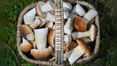 Manchmal hat man bei der Suche so viel Glück, dass mehr Pilze im Korb landen, als man mit einem Mal zubereiten kann. Dann kann man sie trocknen. (Foto: Patrick Pleul/dpa/dpa-tmn)