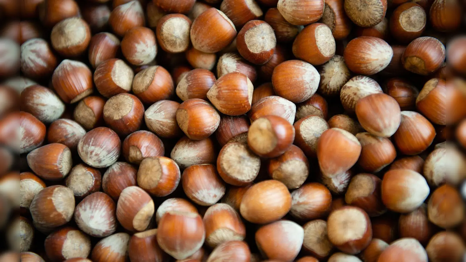 Die Haselsnussernte ist in Italien so schlecht ausgefallen wie seit Jahrzehnten nicht mehr. (Archivbild) (Foto: Lisa Ducret/dpa)