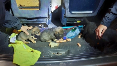 Die Hundewelpen wurden in verdreckter Umgebung transportiert.  (Foto: -/Verkehrspolizeiinspektion Passau /dpa)