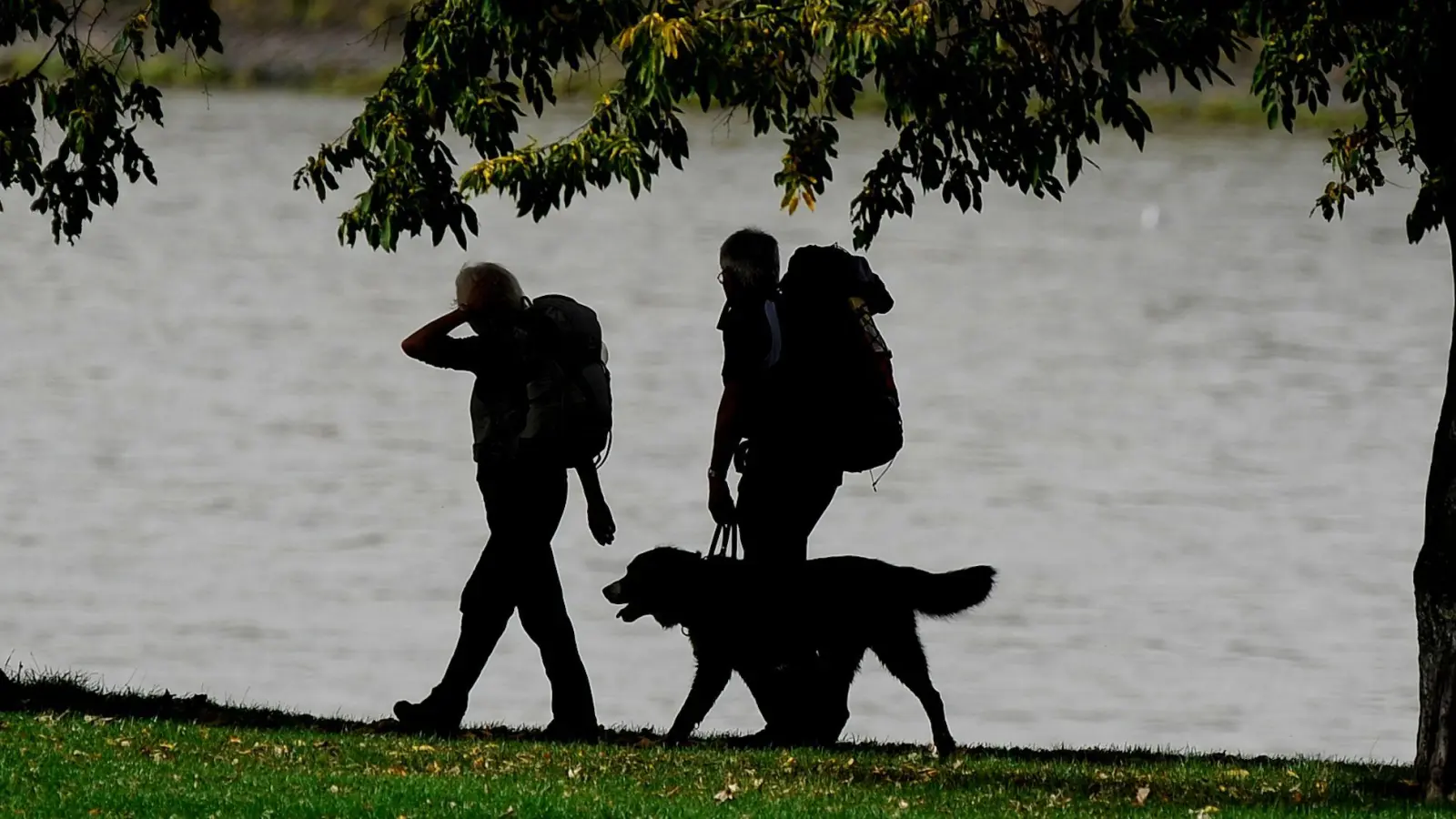 Genug Proviant einpacken und die Distanz langsam steigern: Dann können Hunde ohne Probleme eine Wandertour bewältigen. (Foto: Marius Becker/dpa/dpa-tmn)