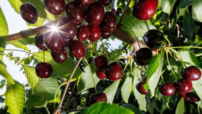 Kirschen der Sorte Regina hängen an einem Baum - ist dieses heimische Obst vielen wegen des Kerns zu kompliziert geworden? (Archivfoto) (Foto: Daniel Karmann/dpa)