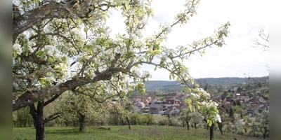 Antworten bei Fragen rund um das heimische Streuobst finden sich künftig im BERNATURA Burgbernheim.  (Foto: Hans-Bernd Glanz)