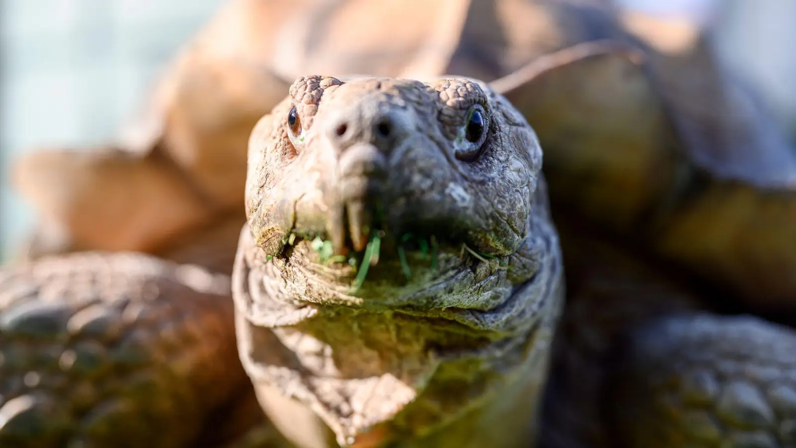 Spornschildkröten sind die größten auf dem Festland lebende Landschildkrötenart Afrikas. (Symbolbild) (Foto: Vogl Daniel/dpa)