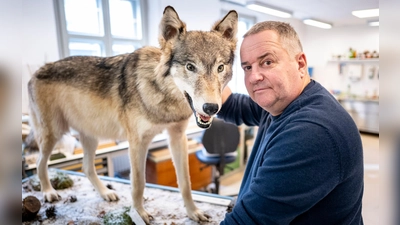 Tierpräparator Christian Blumenstein mit Wölfin „Bella“. (Foto: Fabian Sommer/dpa)