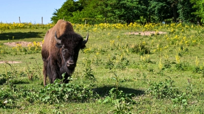 Mit gemeinsamer Anstrengung werden die Tiere unverletzt in eine Koppel gebracht. (Symbolbild) (Foto: Jens Kalaene/dpa/ZB)