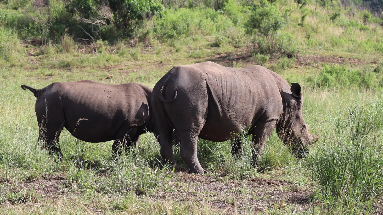 Der Hluhluwe-iMfolozi Park ist bekannt für seine Breitmaul-Nashörner. Damit sie für Wilderer uninteressant sind, werden ihre die Hörner regelmäßig gekappt. (Foto: Gudrun Bayer)