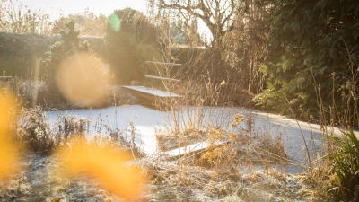 Wer der Tristesse im Garten trotzen will, kann Winterblüher platzieren, um farbliche Akzente zu setzen. (Foto: Christin Klose/dpa-tmn)