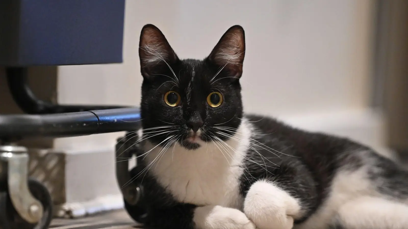 Der Arzt teilte mit, er bereue die Behandlung seiner Katze nicht. (Symbolbild) (Foto: Anna Ross/dpa)