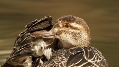 Fast mit einer menschlichen Geste wurde diese Knäk-Ente abgelichtet. Andreas Jäckel liebte die Enten, deren zahlreiche Spezies er beschrieben hat. (Foto: LBV-Bildarchiv/Rosl Rössner)