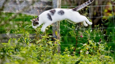 Frei und glücklich: Damit Katzen im Garten sicher unterwegs sind, sollten Halter einiges beachten. (Foto: Julian Stratenschulte/dpa/dpa-tmn)