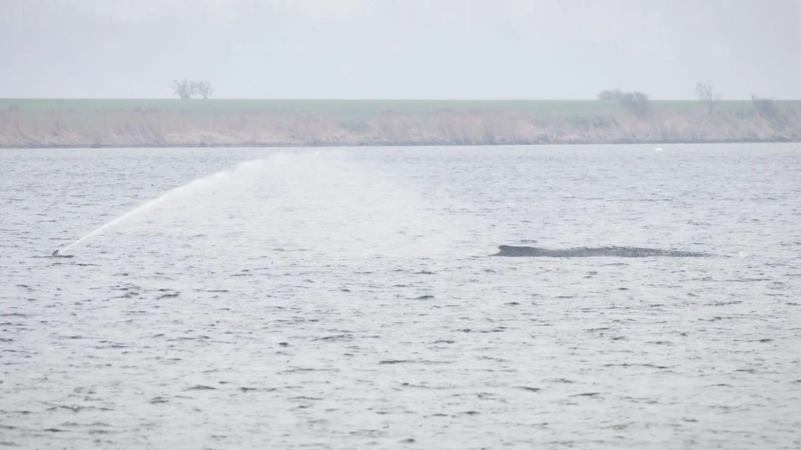 Der Wal liegt seit Tagen vor der Insel Poel. (Archivbild) (Foto: Philip Dulian/dpa)