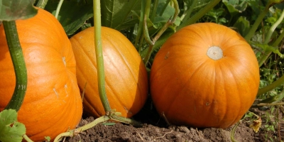 Gesund und lecker: Die Erntesaison für Kürbisse steht an. (Foto: Pixabay)