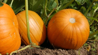 Gesund und lecker: Die Erntesaison für Kürbisse steht an. (Foto: Pixabay)