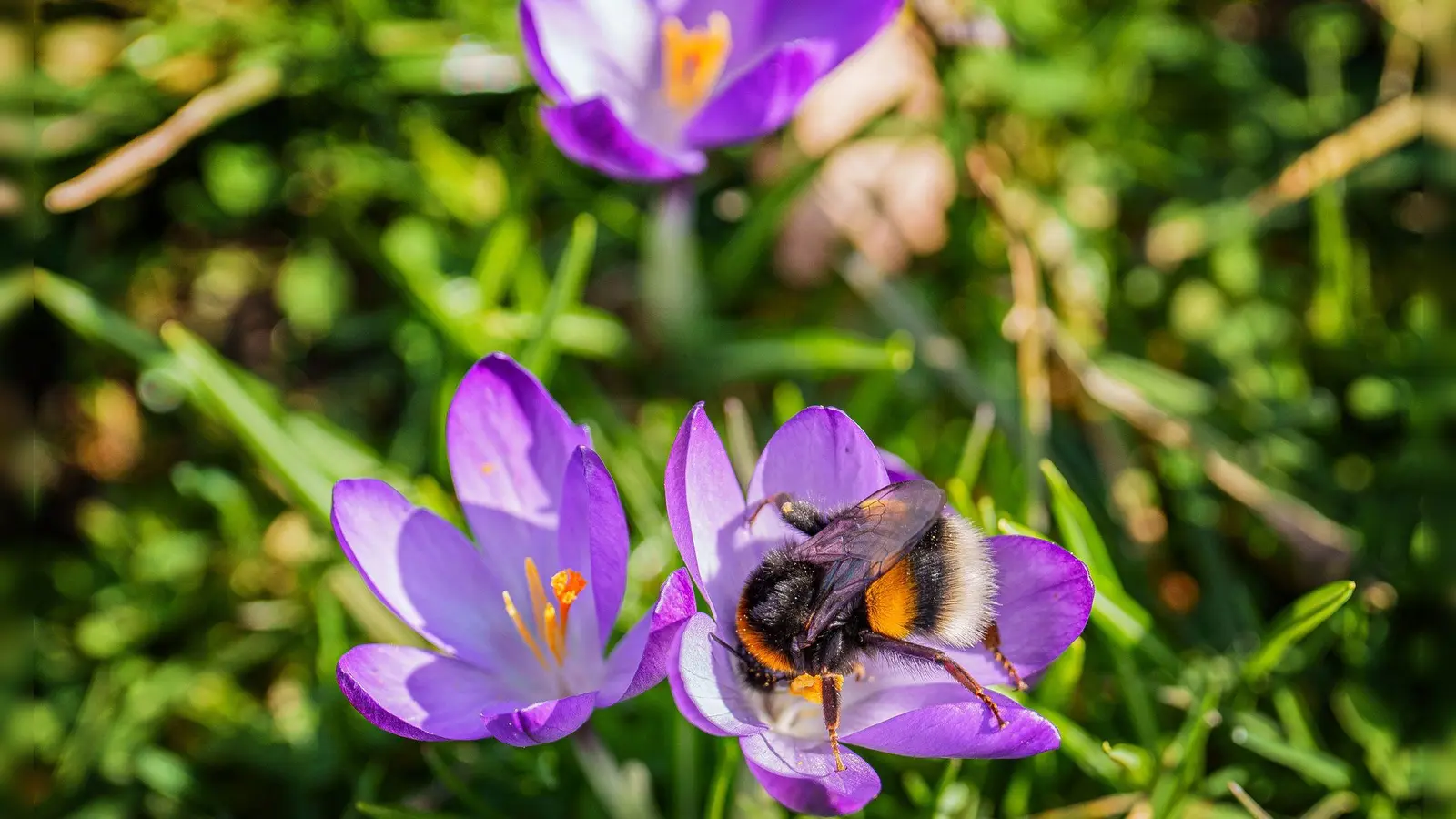 Das Wochenende bringt milde Temperaturen und viel Sonnenschein. (Foto: Andreas Arnold/dpa)