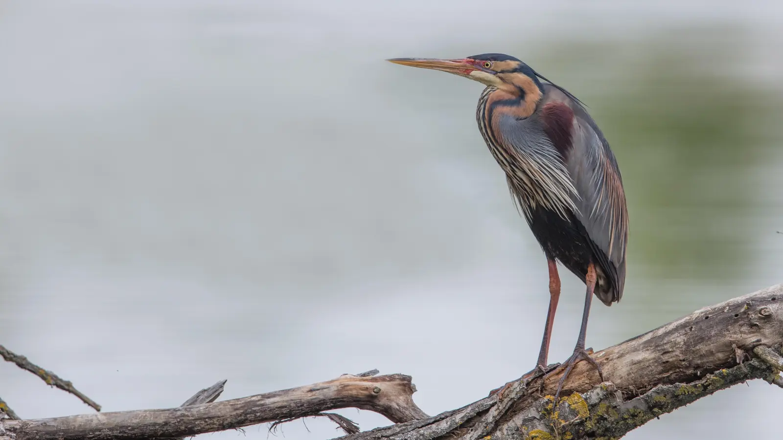 Auch einen Purpurreiher gab es zu bestaunen. Dieser wurde im August bei Rohensaas entdeckt. (Foto: LBV-Bildarchiv/Gunther Zieger)