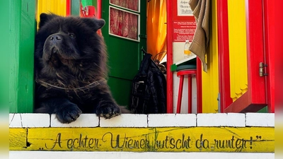 Ein Hund im Praterviertel. (Foto: Daniela David/dpa-tmn)