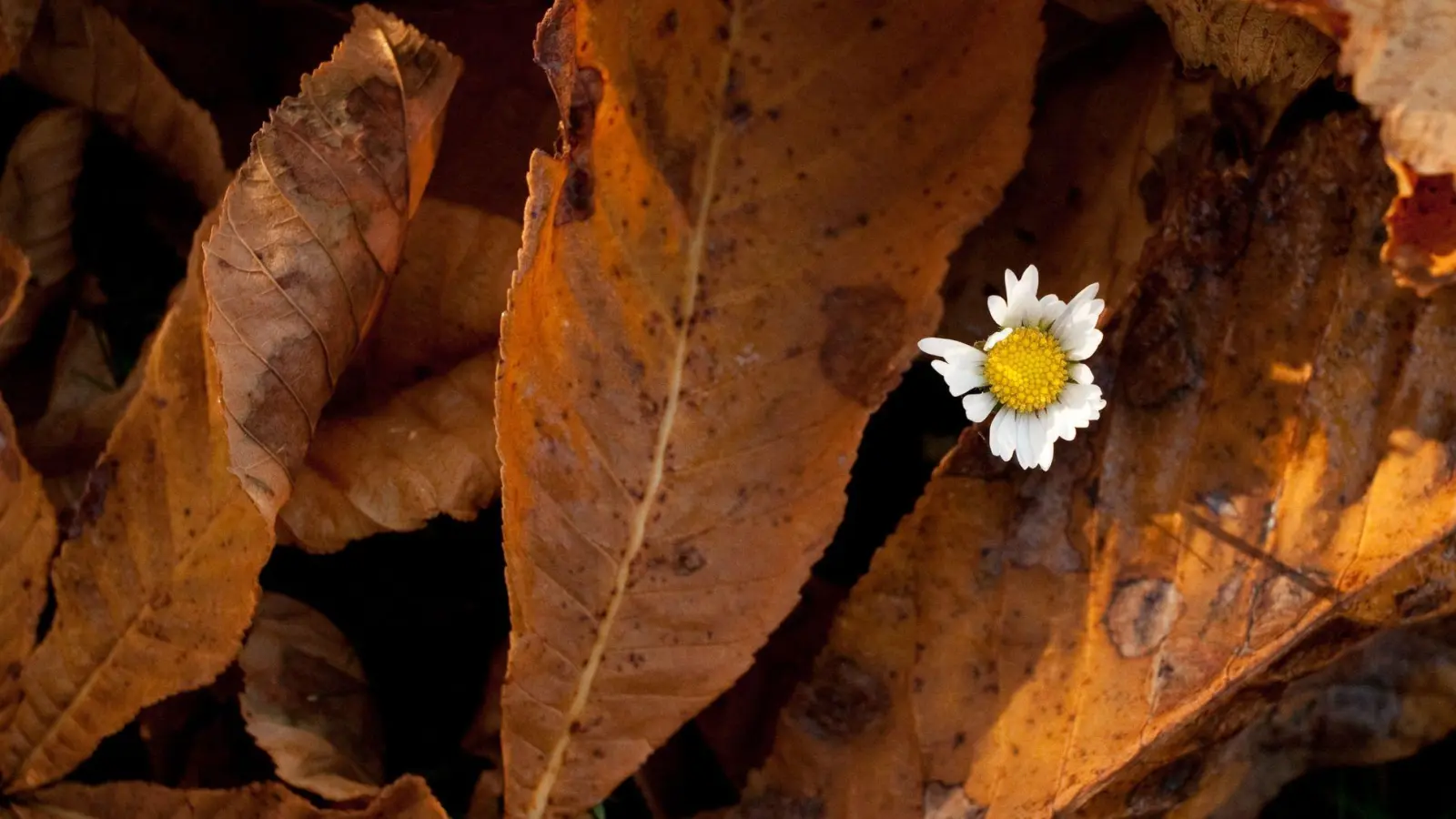 Darf im Garten gerne mal liegen bleiben: Herbstlaub bietet Pflanzen einen Schutzmantel für den Boden. (Foto: Klaus-Dietmar Gabbert/dpa-tmn)