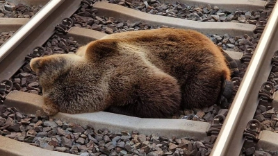 Ein Bär liegt tot auf den Gleisen in der Nähe des Bahnhofs Schwarzach-St. Veit, nachdem er mit einem Zug zusammengestoßen ist. (Foto: -/LAND SALZBURG/ÖBB/APA/dpa)