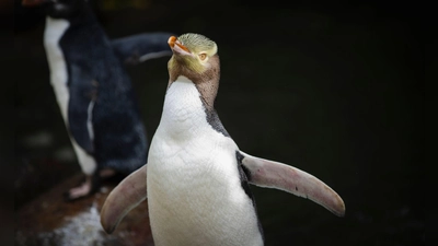 Der Hoiho gilt als stark gefährdet. (Foto: Hayden Parsons/Forest And Bird/dpa)