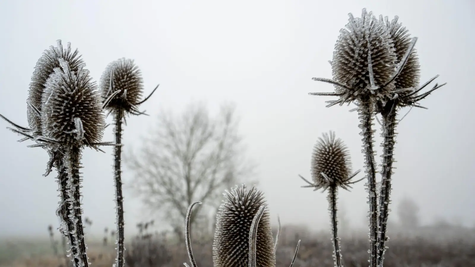 An manchen Orten könnten auch Frostschäden an Pflanzen drohen. (Symbolbild) (Foto: Stefan Puchner/dpa)