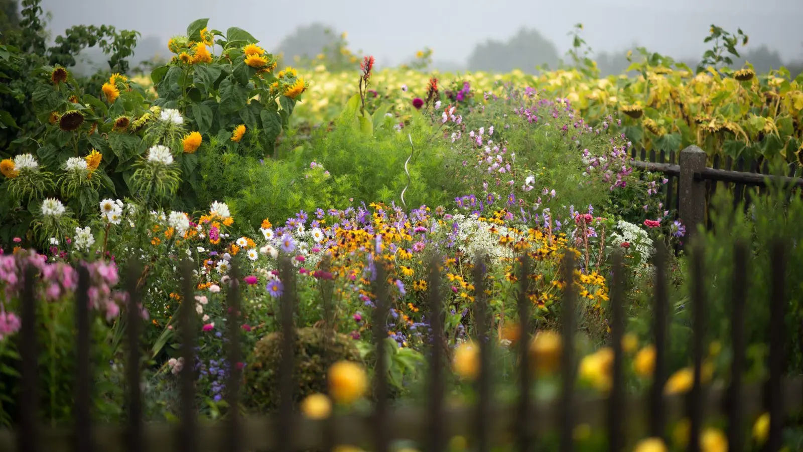 Geduld zahlt sich aus: Bis eine Blumenwiese eine üppige Blütenpracht hervorbringt, kann es eine Weile dauern. (Foto: Arno Burgi/dpa-Zentralbild/dpa-tmn)