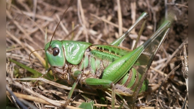 Seinen Namen erhielt der Warzenbeißer aufgrund eines alten Volksglaubens. (Foto - Handout) (Foto: Schmitt/Senckenberg/dpa)