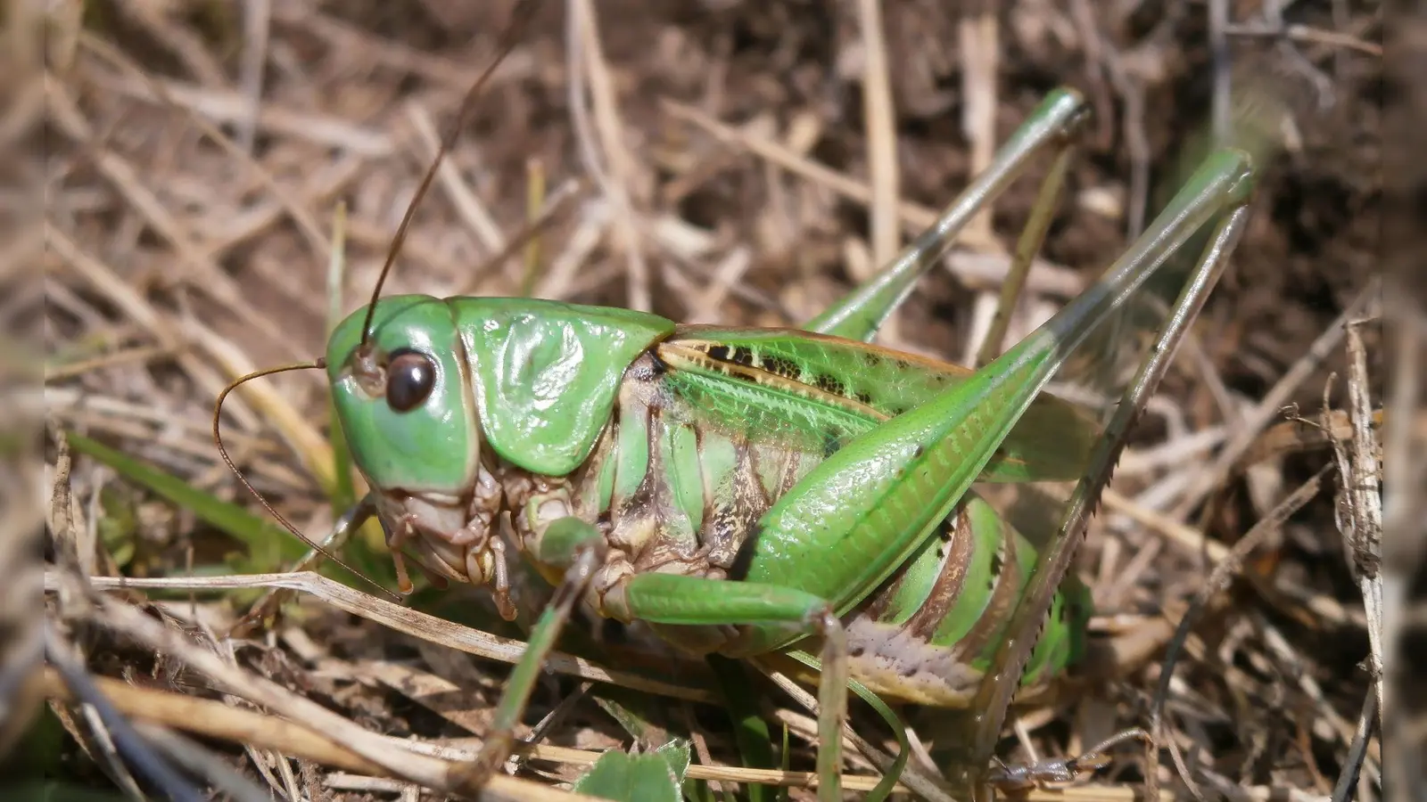 Seinen Namen erhielt der Warzenbeißer aufgrund eines alten Volksglaubens. (Foto - Handout) (Foto: Schmitt/Senckenberg/dpa)