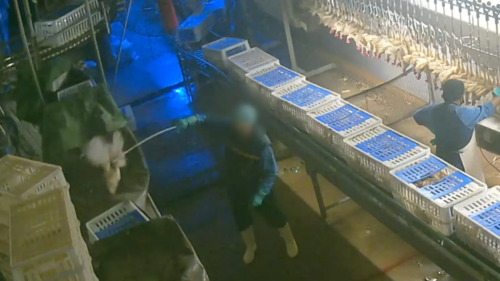 Nach den Vorwürfen der Tierquälerei hat der Hennen-Schlachthof in Wassertrüdingen die Mitarbeiter entlassen, die Tiere misshandelt haben sollen. (Foto: Aninova e.V.)