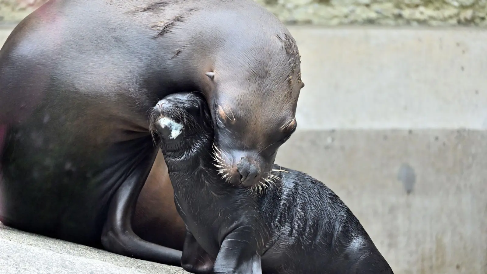 Mähnenrobbe Loreen kümmert sich um ihre Tochter Xana. (Foto: Birgit Mohr/Tierpark Hellabrunn/dpa)