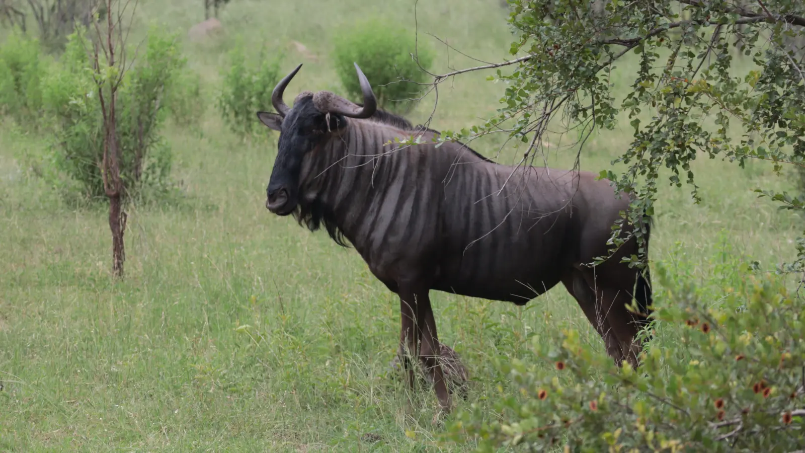 ...Gnus... (Foto: Gudrun Bayer)