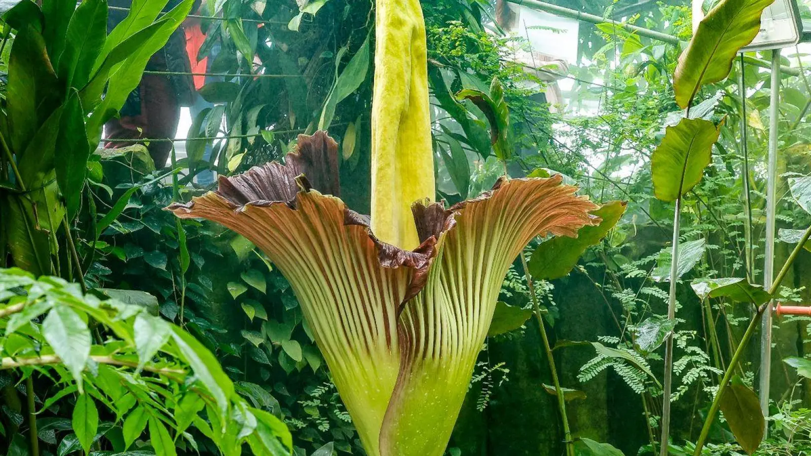 Die Blüte der Titanwurz. Die von der indonesischen Insel Sumatra stammende Titanwurz (Amorphophallus titanum) gilt nach Angaben auf der Homepage der Uni Bayreuth als größte Blume der Welt. (Foto: Daniel Löb/dpa/Archivbild)