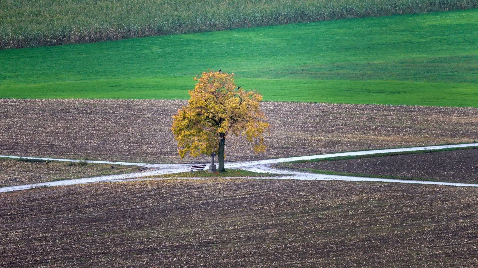 Inmitten von Feldern: Ein herbstlich verfärbter Baum an einer Wegkreuzung (Foto: Thomas Warnack/dpa)