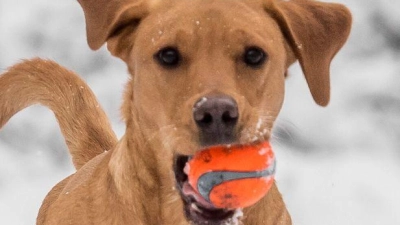 Hund haben ist Herzenssache, kein Steuersparmodell. Nur in bestimmten Fällen erkennt das Finanzamt Ausgaben für den Vierbeiner an. (Foto: Benjamin Nolte/dpa-tmn)