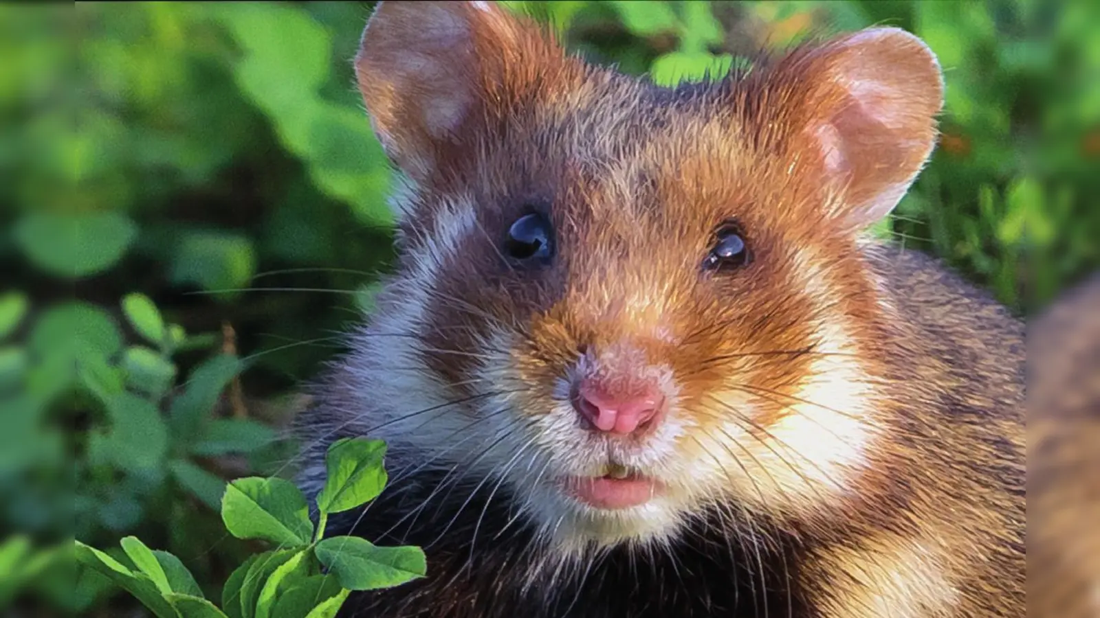 Feldhamster sind in Deutschland vom Aussterben bedroht. Um die Tiere zu schützen, wird nicht verraten, wo genau ihr Refugium bei Uffenheim liegt. (Foto: Manfred Sattler)