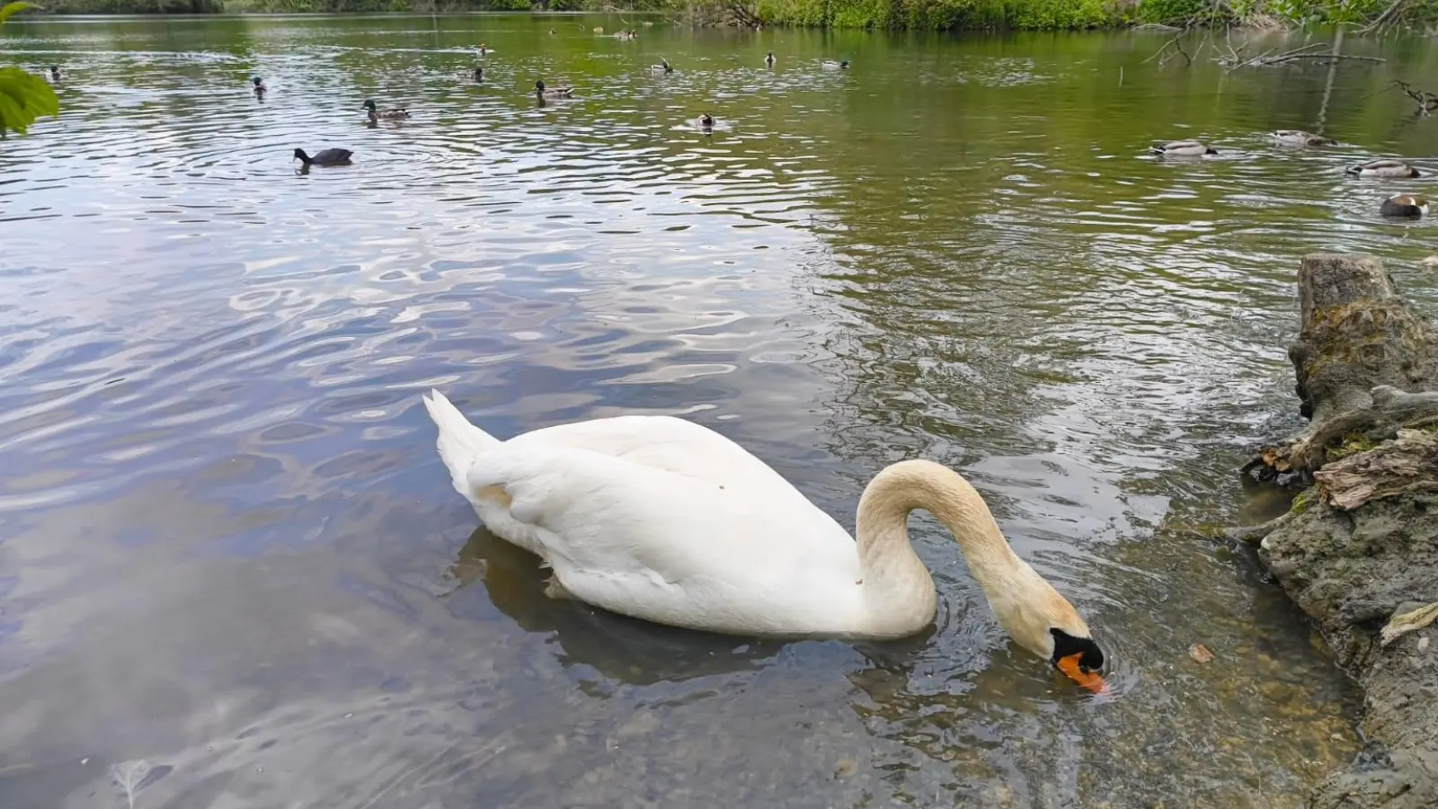 Stolzer Schwan am Weiher – gesehen in Oberaltenbernheim (Foto: Ingrid Schwarz)