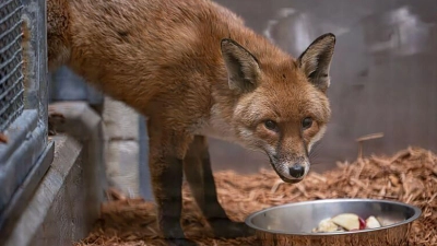 Der Fuchs lebt nun erstmal im Bronx Zoo.  (Foto: Uncredited/Bronx Zoo via AP/dpa)