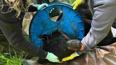Wie genau der Deckel an den Hals des Bären geriet, sei unklar, teilte die Naturschutzbehörde mit. (Foto: Uncredited/Michigan Department of Natural Resources/AP/dpa)