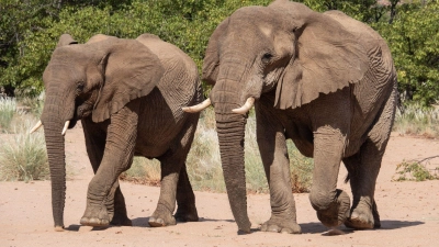 Namibia möchte gerne Elfenbein aus Lagerbeständen verkaufen. (Archivbild) (Foto: Andreas Drouve/dpa-tmn)