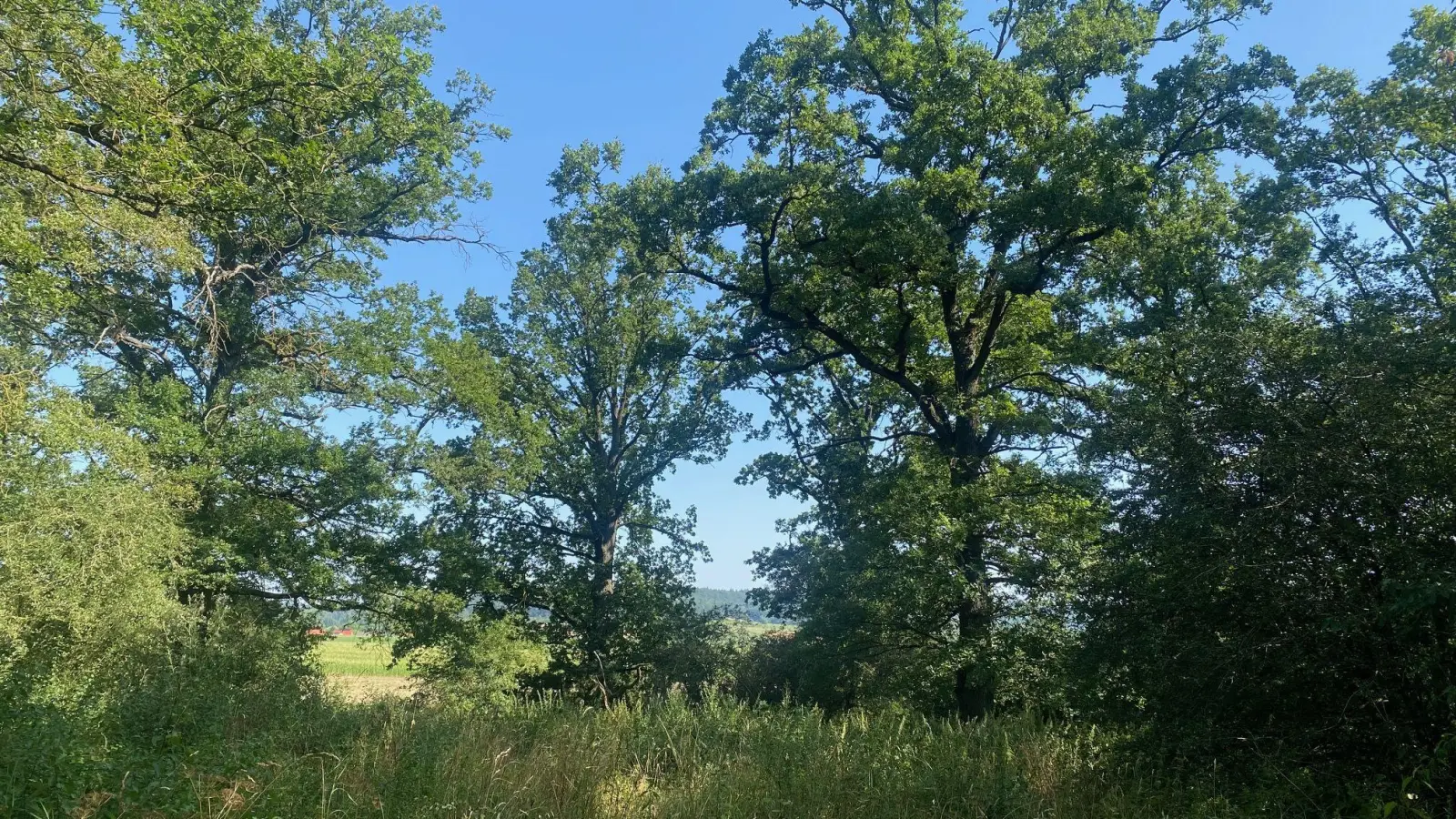 Überraschung im Grünen: Manche Kinder liefen bei Aktionen mit dem Naturpark zum ersten Mal durchs Gras unter Bäumen. (Foto: Manfred Blendinger)