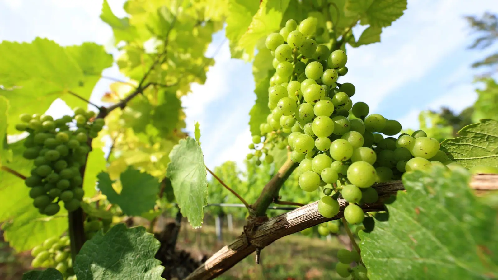 Frankens Winzer blicken auf eine schwierige Marktlage. (Archivbild) (Foto: Karl-Josef Hildenbrand/dpa)