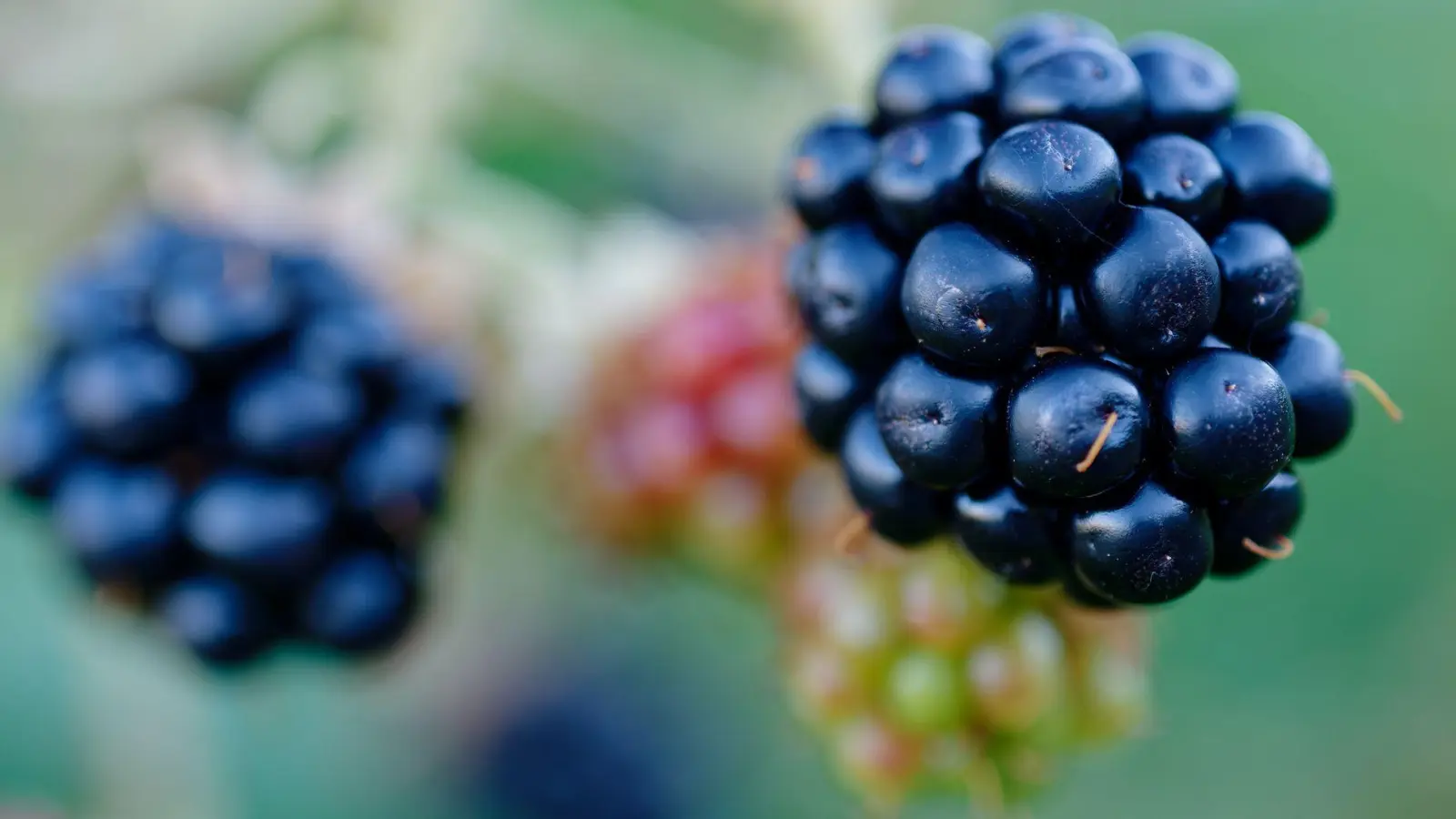 Die Eier des Fuchsbandwurms können an Beeren haften, allerdings kommt eine Infektion beim Menschen relativ selten vor. (Foto: Uwe Anspach/dpa/dpa-tmn)