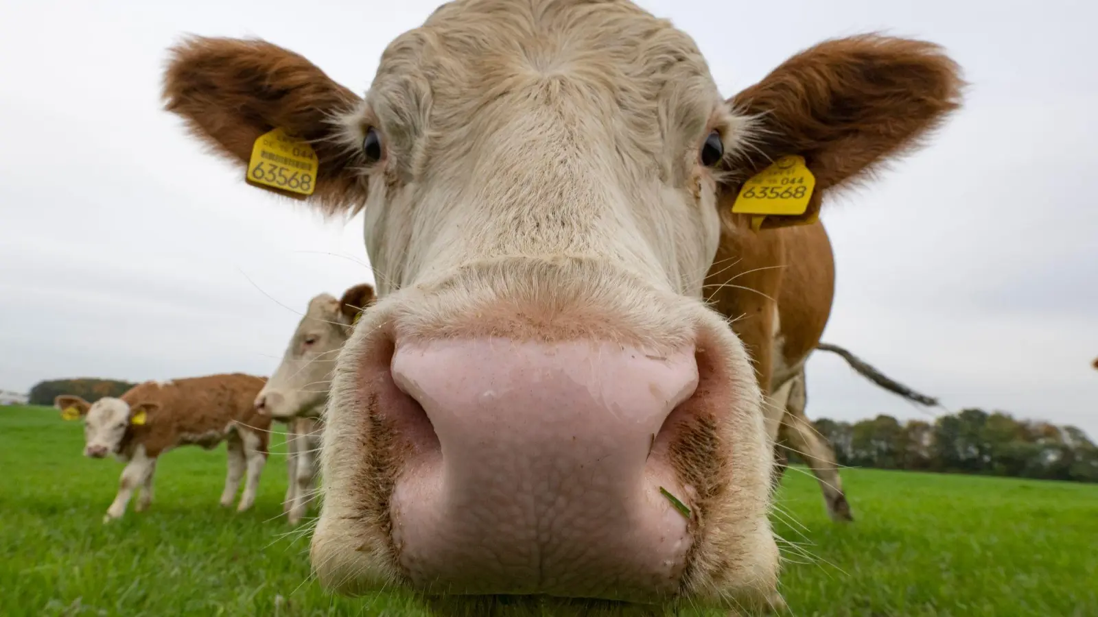 Die neue FLZ-Serie „Mein Hof” beleuchtet verschiedene Aspekte der Landwirtschaft im Landkreis Ansbach. (Symbolbild: Boris Roessler/dpa)