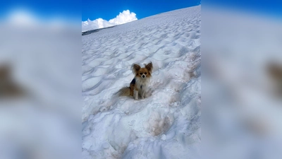 Ein Chihuahua hilft Rettern bei der Bergung seines Herrchens aus einer Gletscherspalte (Foto: --/Air Zermatt/dpa)